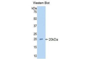 Western Blotting (WB) image for anti-Alpha2 Antiplasmin (SERPINF2) (AA 348-491) antibody (ABIN1857850)