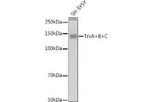 Western blot analysis of extracts of SH-SY5Y cells, using TrkA+B+C antibody (ABIN1679182, ABIN1679183, ABIN7101489 and ABIN7101490) at 1:1000 dilution. (TrkA, B, C anticorps)