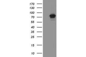 Image no. 1 for anti-F-Box Protein 42 (FBXO42) (AA 356-717) antibody (ABIN1491451) (FBXO42 anticorps  (AA 356-717))