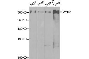 Western blot analysis of extracts of various cell lines, using WNK1 antibody. (WNK1 anticorps)