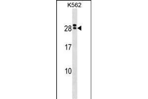 IL15RA Antibody (Center) (ABIN1538627 and ABIN2850245) western blot analysis in K562 cell line lysates (35 μg/lane). (IL15RA anticorps  (AA 79-106))