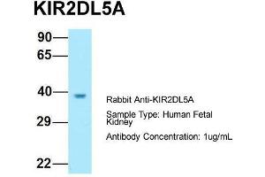 Host: Rabbit  Target Name: KIR2DL5A  Sample Tissue: Human Fetal Kidney  Antibody Dilution: 1.