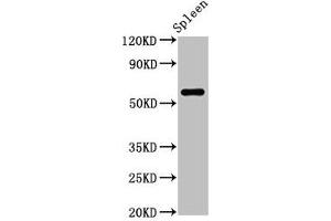 Western Blot Positive WB detected in: Rat spleen tissue All lanes: RBMY1A1 antibody at 2. (RBMY1A1 anticorps  (AA 1-459))