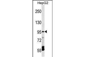 Western blot analysis in HepG2 cell line lysates (35ug/lane). (TRPV5 anticorps  (C-Term))