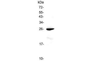 Western blot testing of mouse liver lysate with RND1 antibody at 0. (RND1 anticorps)