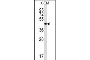 PTPN2 Antibody (C-term) (ABIN657234 and ABIN2846335) western blot analysis in CEM cell line lysates (35 μg/lane).