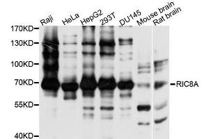 Western blot analysis of extracts of various cell lines, using RIC8A antibody. (RIC8A anticorps  (AA 362-531))