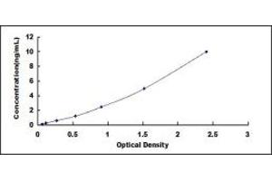 Typical standard curve (CLDN8 Kit ELISA)
