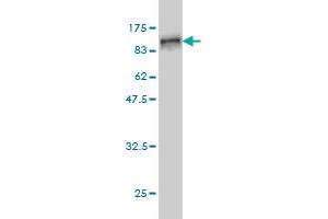 Western Blot detection against Immunogen (89.