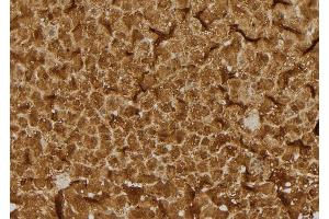 ABIN6275502 at 1/100 staining Rat liver tissue by IHC-P. (RHOB anticorps  (Internal Region))