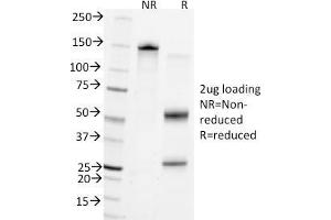SDS-PAGE Analysis Purified CD45 Mouse Monoclonal Antibody (Bra55). (CD45 anticorps)