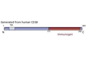 anti-CD38 (AA 171-292) antibody