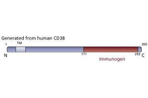 Image no. 1 for anti-CD38 (AA 171-292) antibody (ABIN968373) (CD38 anticorps  (AA 171-292))