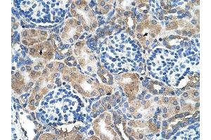 SOD1 antibody was used for immunohistochemistry at a concentration of 4-8 ug/ml to stain Epithelial cells of renal tubule (arrows) in Human Kidney. (SOD1 anticorps  (N-Term))