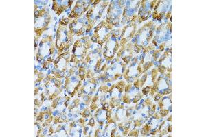 Immunohistochemistry of paraffin-embedded mouse stomach using PSRC1 antibody (ABIN1876672) at dilution of 1:100 (40x lens). (PSRC1 anticorps)