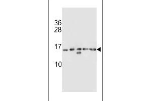HIST1H2AB Antibody (N-term) (ABIN656986 and ABIN2846169) western blot analysis in K562,CEM,MDA-M,NCI-,MDA-M cell line lysates (35 μg/lane).