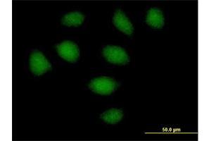 Immunofluorescence of purified MaxPab antibody to SECISBP2 on HeLa cell. (SECISBP2 anticorps  (AA 1-854))