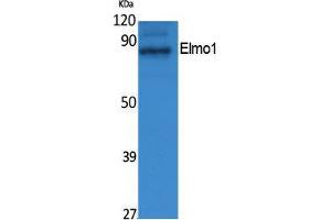 Western Blotting (WB) image for anti-Engulfment and Cell Motility 1 (ELMO1) (N-Term) antibody (ABIN3187599) (ELMO1 anticorps  (N-Term))