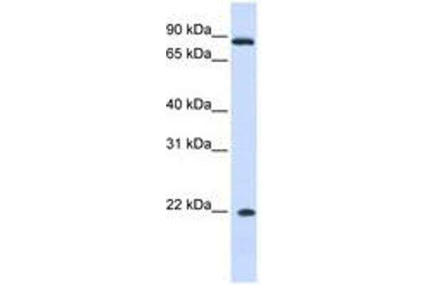 IFNA7 抗体  (AA 36-85)