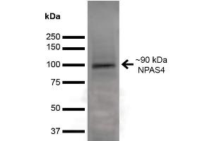Western Blot analysis of Rat Brain showing detection of ~90 kDa NPAS4 protein using Mouse Anti-NPAS4 Monoclonal Antibody, Clone S408-79 . (NPAS4 anticorps  (AA 597-802) (Atto 390))