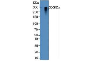Mouse Detection antibody from the kit in WB with Positive Control: Human lung tissue lysate.