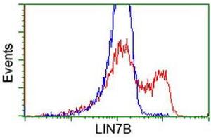 Image no. 3 for anti-Lin-7 Homolog B (LIN7B) antibody (ABIN1499155) (LIN7B anticorps)