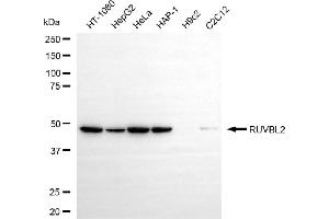 Western blotting analysis using RUVBL2 antibody (ABIN7800265).