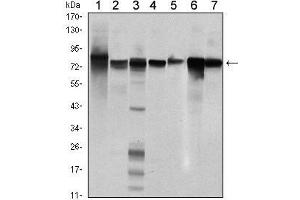 Western Blot showing STAT5B antibody used against Hela (1), K562 (2), NIH/3T3 (3), C6 (4), HEK293 (5), Jurkat (6) and HL-60 (7) cell lysate. (STAT5B anticorps)
