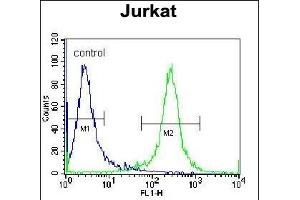 PDE3B Antibody (Center) (ABIN655957 and ABIN2845343) flow cytometric analysis of Jurkat cells (right histogram) compared to a negative control cell (left histogram). (PDE3B anticorps  (AA 400-427))