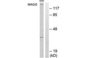 Western blot analysis of extracts from A549 cells, using MAGI2 Antibody. (MAGI2 anticorps  (AA 221-270))