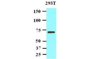 Cell lysates of 293T(20 ug) were resolved by SDS-PAGE, transferred to nitrocellulose membrane and probed with anti-human PPM1G (1:1,000).