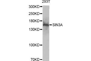 Western blot analysis of extracts of 293T cells, using SIN3A antibody (ABIN6293567) at 1:1000 dilution. (SIN3A anticorps)