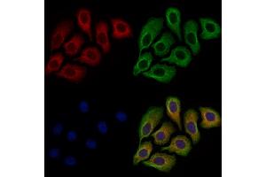 ABIN7094727 and ABIN7098778 staining Hela cells by IF/ICC. (DISC1 anticorps  (N-Term))