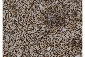 ABIN6273161 at 1/100 staining Mouse spleen tissue by IHC-P.