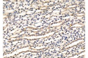 ABIN7094476 and ABIN7098524 at 1/100 staining Rat kidney tissue by IHC-P. (RBPMS anticorps  (C-Term))