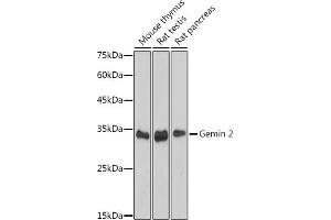 Western blot analysis of extracts of various cell lines, using Gemin 2 antibody (ABIN7267366) at 1:1000 dilution.
