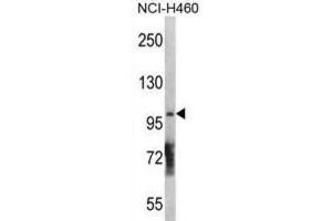 Western Blotting (WB) image for anti-Diacylglycerol Kinase, theta 110kDa (DGKQ) antibody (ABIN3003694) (DGKQ anticorps)