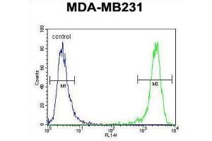 anti-Empty Spiracles Homeobox 1 (EMX1) antibody