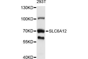 Western blot analysis of extracts of 293T cells, using SLC6A12 antibody (ABIN5998874) at 1/1000 dilution. (SLC6A12 anticorps)