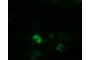 Immunofluorescence (IF) image for anti-Peptidylprolyl Isomerase Domain and WD Repeat Containing 1 (PPWD1) antibody (ABIN1500394) (PPWD1 anticorps)