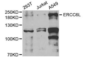 Western Blotting (WB) image for anti-Excision Repair Cross-Complementing Rodent Repair Deficiency, Complementation Group 6-Like (ERCC6L) antibody (ABIN1877125) (ERCC6L anticorps)