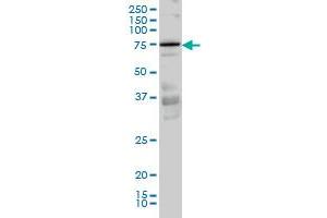PRKCI monoclonal antibody (M02), clone 3A7 Western Blot analysis of PRKCI expression in Hela S3 NE . (PKC iota anticorps  (AA 1-100))