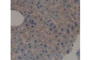 IHC-P analysis of Mouse Tissue, with DAB staining. (alpha 2 Antiplasmin anticorps  (AA 348-491))