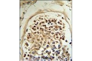 Formalin-fixed and paraffin-embedded human testis tissue reacted with HCCA2 Antibody (N-term), which was peroxidase-conjugated to the secondary antibody, followed by DAB staining. (MOB2 anticorps  (N-Term))