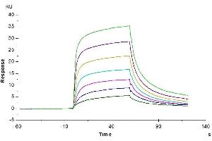 Mouse Serum Albumin, His Tag immobilized on CM5 Chip can bind Mouse FcRn, His Tag with an affinity constant of 54.