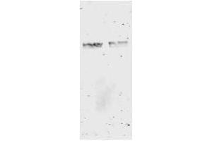 Western Blot of anti-GST antibody.