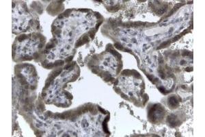 IHC testing of FFPE human placenta with EVC2 antibody at 2 ug/ml. (EVC2 anticorps)