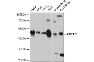 Western blot analysis of extracts of various cell lines, using CDC123 antibody. (CDC123 anticorps)