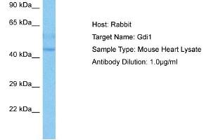 Host:  Mouse  Target Name:  GDI1  Sample Tissue:  Mouse Heart  Antibody Dilution:  1ug/ml (GDI1 anticorps  (C-Term))
