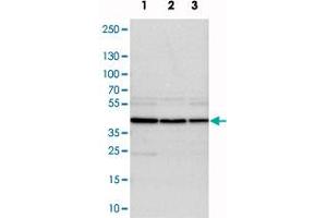 Western blot analysis of cell lysates with DRG1 polyclonal antibody . (DRG1 anticorps)